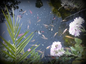 Pond full of little fish